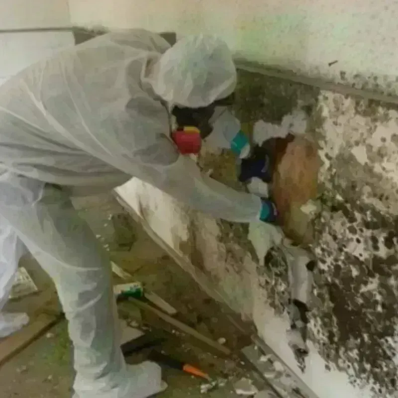 Mold Remediation and Removal in Frio County, TX